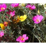 Moss Rose Mix Seeds - Portulaca Grandiflora Seeds