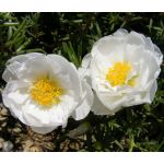 Moss Rose White Seeds - Portulaca Grandiflora