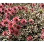 New Zealand Burr Bronze Seeds - Acaena Microphylla