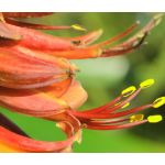 New Zealand Flax Purple Seeds - Phormium Tenax Purpureum 2