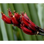 New Zealand Flax Seeds - Phormium Tenax New Hybrids 2