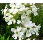 Catchfly Nodding White Snowdrop Seeds - Silene Pendula