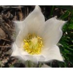 Pasque Flower White Seeds - Pulsatilla Vulgaris Alba