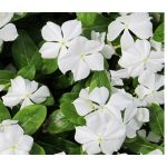 Periwinkle Dwarf White Little Blanche Seeds - Catharanthus Roseus