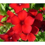 Phlox Red Seeds - Phlox Drummondii