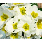 Primrose English Accord White Seeds - Primula Vulgaris