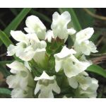 Prunella Self Heal White Seeds - Prunella Grandiflora Alba