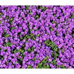 Rock Cress Purple Seeds - Aubrieta Deltoidea