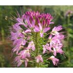 Rocky Mountain Beeplant Seeds - Cleome Serrulata