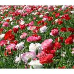 Shirley Poppy Double Mix Seeds Papaver Rhoeas p2