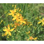 St. John's Wort Common Seeds - Hypericum Perforatum 2