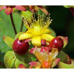 St. John's Wort Common Seeds - Hypericum Perforatum 3