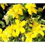 St. John's Wort Trailing Seeds - Hypericum Cerastoides 2