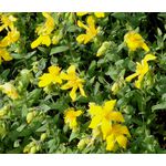 St. John's Wort Trailing Seeds - Hypericum Cerastoides 3