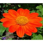 Sunflower Mexican Torch Tithonia Rotundifolia Seeds