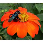 Sunflower Mexican Torch Seeds - Tithonia Rotundifolia 2
