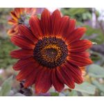 Sunflower Velvet Queen Helianthus Annuus Seeds