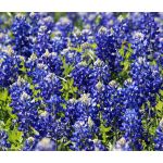 Texas Bluebonnet Lupinus Texensis Seeds