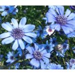 The Blues Blue Daisy Felicia Heterophylla Seeds