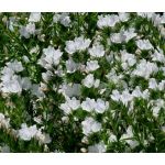 Viper's Bugloss White Bedder Dwarf Seeds - Echium Plantagineum