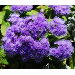 Ageratum Blue Seeds - Ageratum Mexicanum