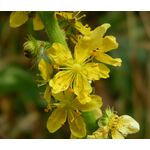 Agrimony Cocklebur Seeds - Agrimonia Eupatoria