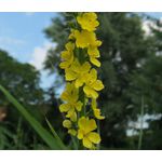 Agrimony Cocklebur Seeds - Agrimonia Eupatoria 2