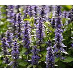 Ajuga Bugleweed Seeds - Ajuga Reptans 2