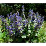 Ajuga Geneva Bugleweed Seeds - Ajuga Genevensis