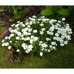 Arenaria Mountain Sandwort Seeds - Arenaria Montana 2