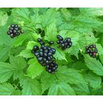 Baneberry Black Seeds - Actaea Spicata