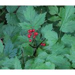 Baneberry Red Seeds - Actaea Rubra