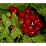 Baneberry Red Seeds - Actaea Rubra 2