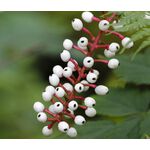 Baneberry White Actaea Pachypoda Alba 4