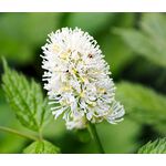 Baneberry White Actaea Pachypoda Alba 2