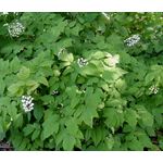 Baneberry White Actaea Pachypoda Alba 3