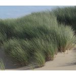 Beachgrass European Seeds - Ammophila Arenaria