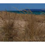 Beachgrass European Seeds - Ammophila Arenaria 2