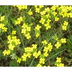 Bladderpod Greek Seeds - Alyssoides Utriculata