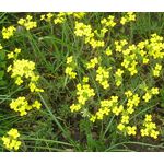 Bladderpod Greek Seeds - Alyssoides Utriculata 2