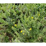 Bladderpod Greek Seeds - Alyssoides Utriculata 3