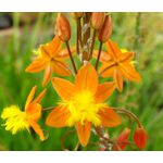Bulbine Stalked Avera Sunset Orange Seeds - Bulbine Frutescens