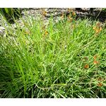 Bulbine Stalked Avera Sunset Orange Seeds - Bulbine Frutescens 2