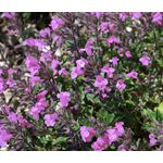 Calamint Large Flowered Elfin Purple Seeds - Calamintha Grandiflora