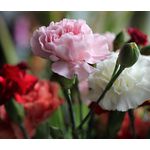 Carnation Mix Seeds - Dianthus Caryophyllus