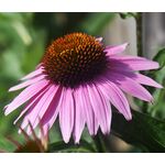Coneflower Purple Seeds - Echinacea Purpurea