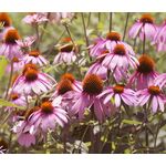 Coneflower Purple Seeds - Echinacea Purpurea 2