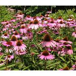 Coneflower Purple Seeds - Echinacea Purpurea 3
