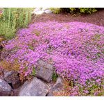 Creeping Thyme Dwarf Seeds - Thymus Serpyllum