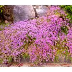 Creeping Thyme Bulk Seeds - Thymus Serpyllum